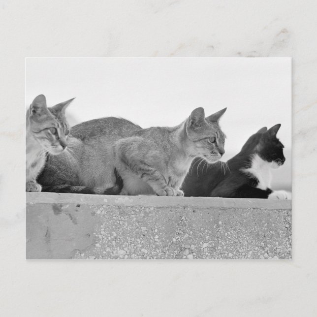 Carte Postale Trois chats (Devant)