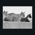 Carte Postale Trois chats<br><div class="desc">Animaux->Chat</div>