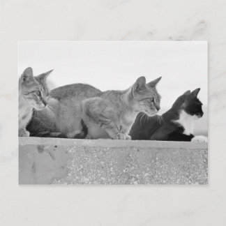 Carte Postale Trois chats