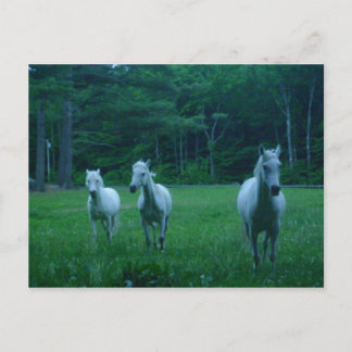 Carte Postale Trois Chevaux blancs