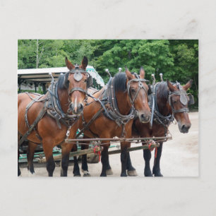 Carte Postale Trois Chevaux Brown