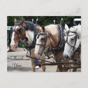 Carte Postale Trois chevaux de trait Merci