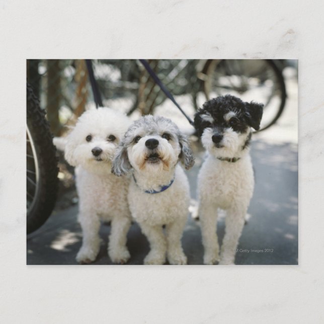 Carte Postale Trois chiens (Devant)