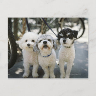 Carte Postale Trois chiens