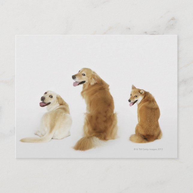 Carte Postale Trois chiens regardant la caméra (Devant)