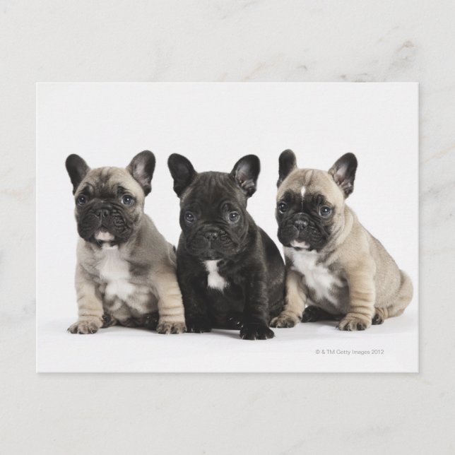 Carte Postale Trois Chiots Pedigree (Devant)