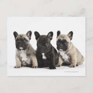Carte Postale Trois Chiots Pedigree