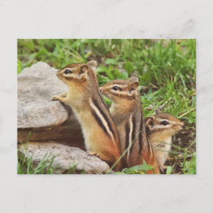 Carte Postale Trois Chipmunks pour bébés