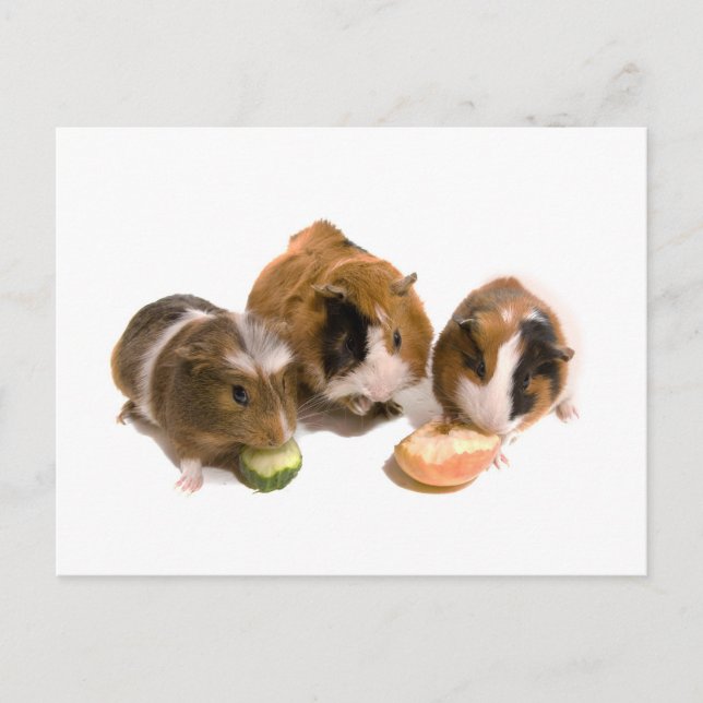 Carte Postale trois cobayes qui mangent, (Devant)