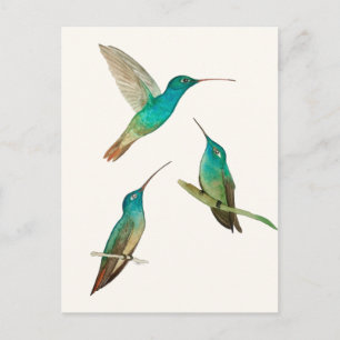Carte Postale Trois colibris