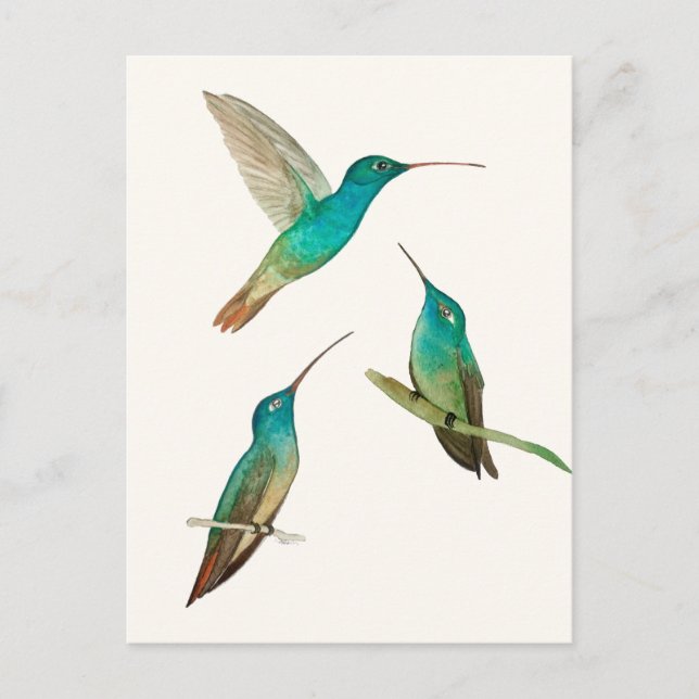 Carte Postale Trois colibris  (Devant)