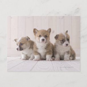 Carte Postale Trois Corgi gallois