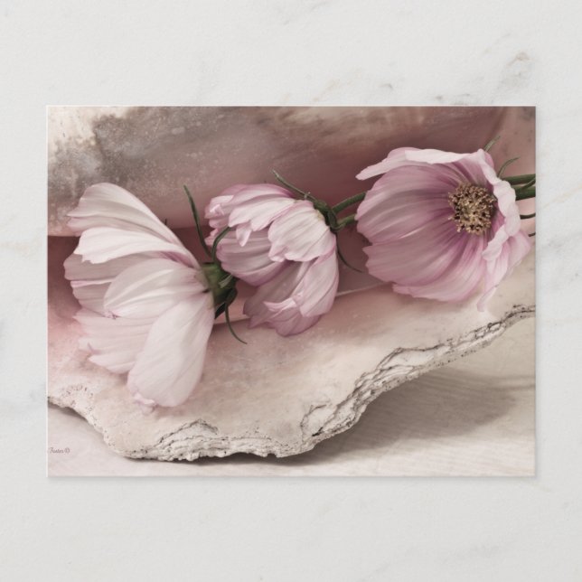 Carte Postale Trois cosmos roses (Devant)
