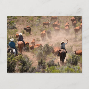 Carte Postale Trois cow-boys et cow-girls menant du bétail