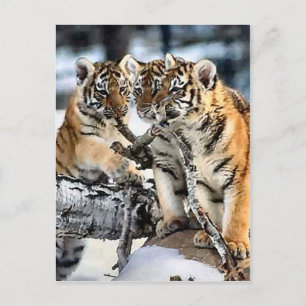 Carte Postale Trois Cubes De Tigre En Cadeaux D'Art De La Neige