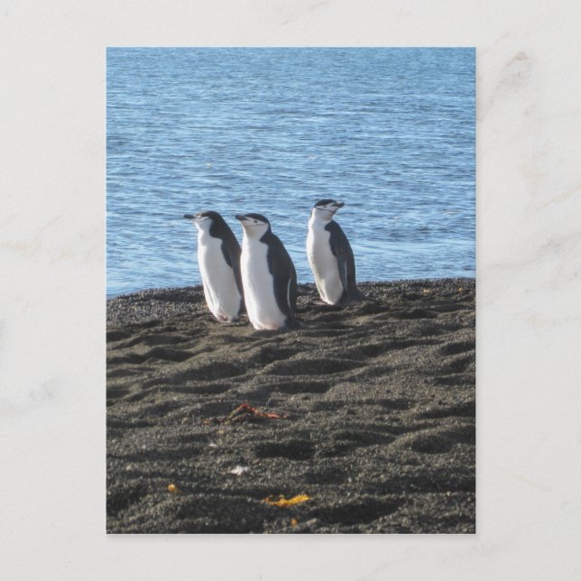 Carte Postale Trois curieux pingouins (Devant)