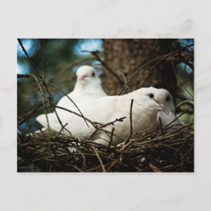 Carte Postale Trois dans un arbre