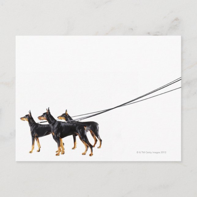 Carte Postale Trois Dobermans en laisse (Devant)