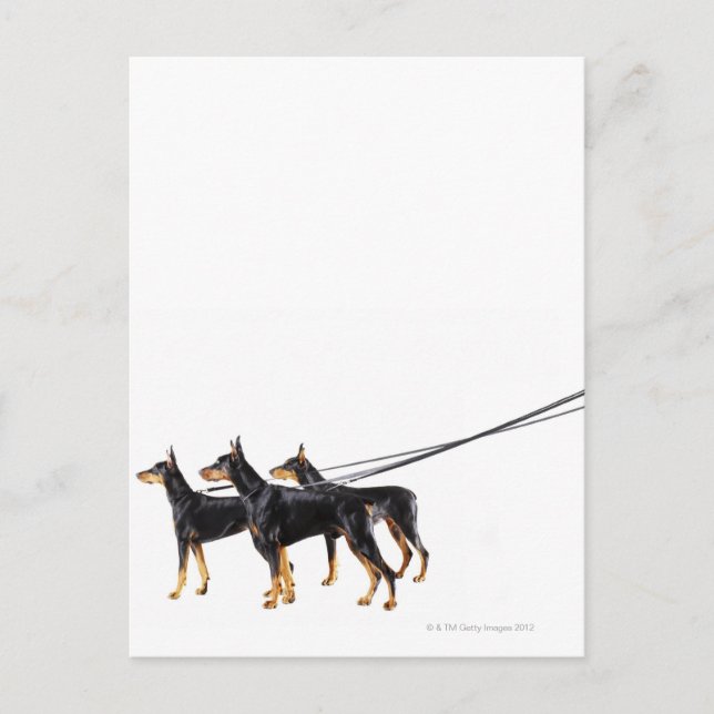 Carte Postale Trois Dobermans en laisse (Devant)