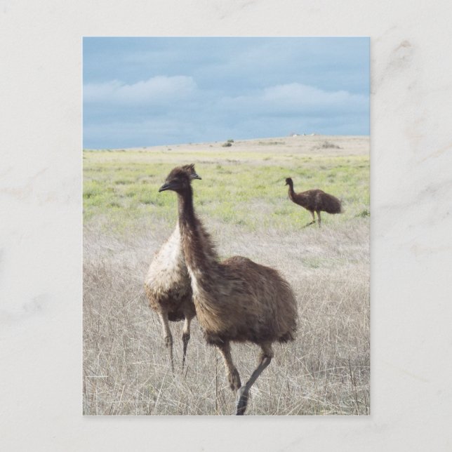 Carte Postale trois emu (Devant)
