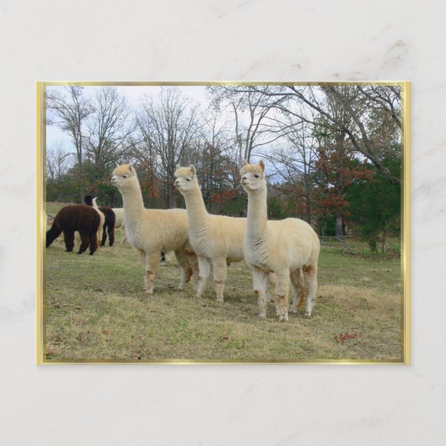 Carte postale Trois Filles Alpaca (Devant)