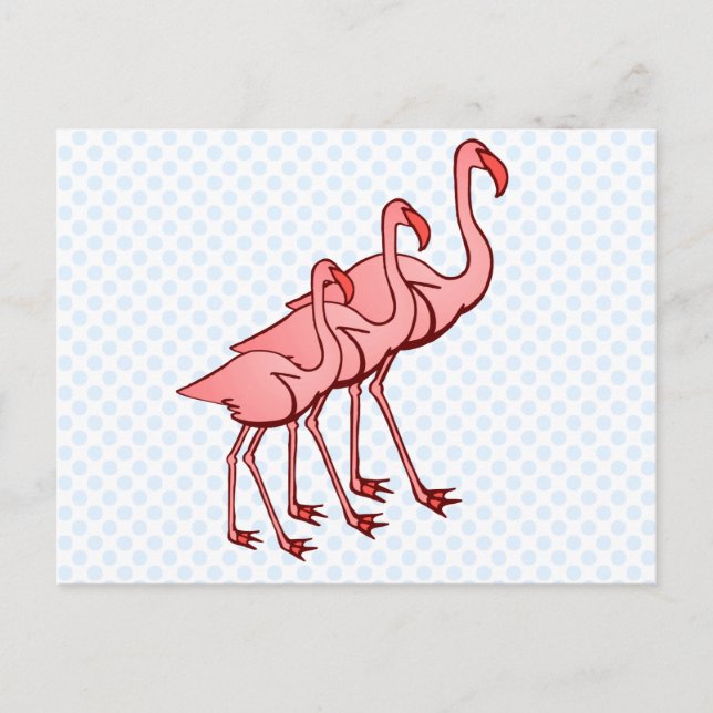 Carte Postale Trois Flamants roses (Devant)