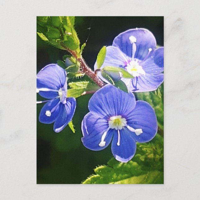Carte Postale Trois fleurs bleues (Devant)