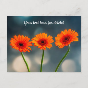 Carte postale Trois Gerberas orange alignés