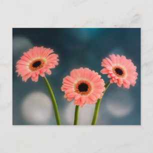 Carte postale Trois Gerberas roses