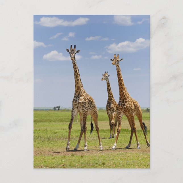 Carte Postale trois girafes masaïs, Giraffa camelopardalis (Devant)