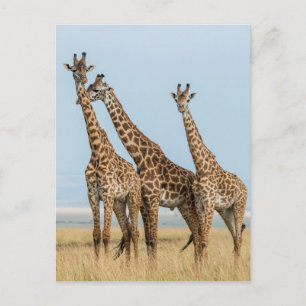 Carte Postale Trois girafes posant