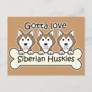 Carte Postale Trois Huskies de Sibérie
