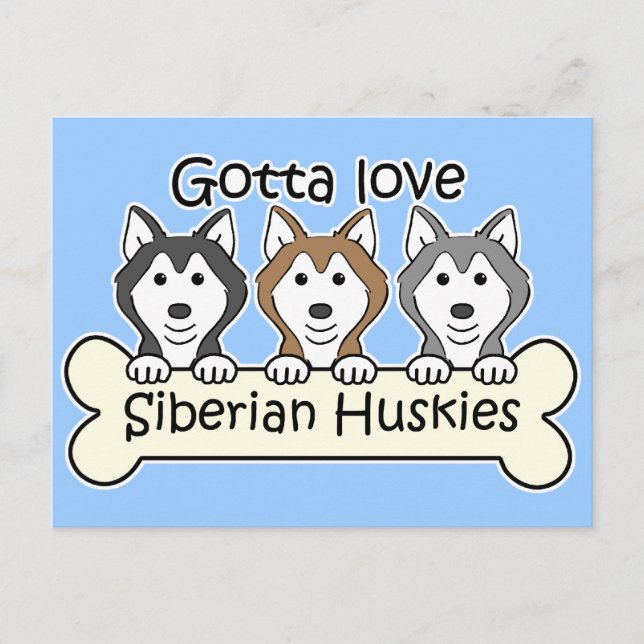 Carte Postale Trois Huskies sibériens (Devant)