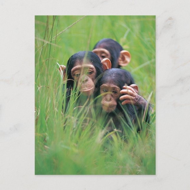 Carte Postale Trois jeunes chimpanzés (Pan troglodytes) en (Devant)