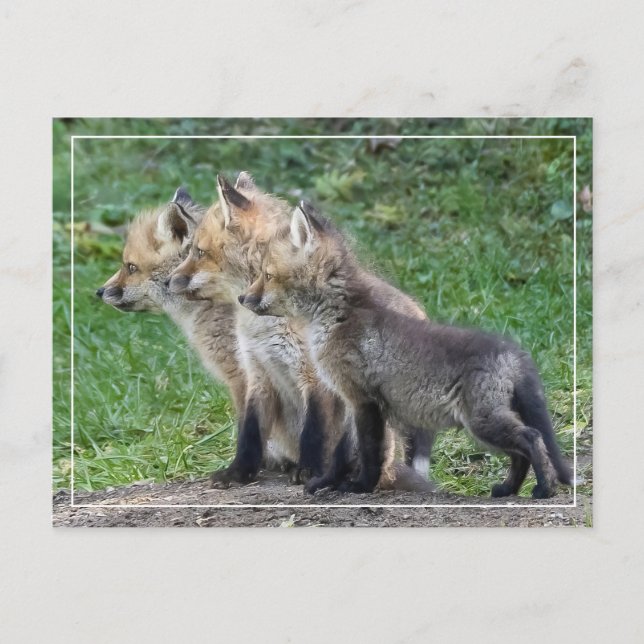 Carte Postale Trois Kits Fox (Devant)
