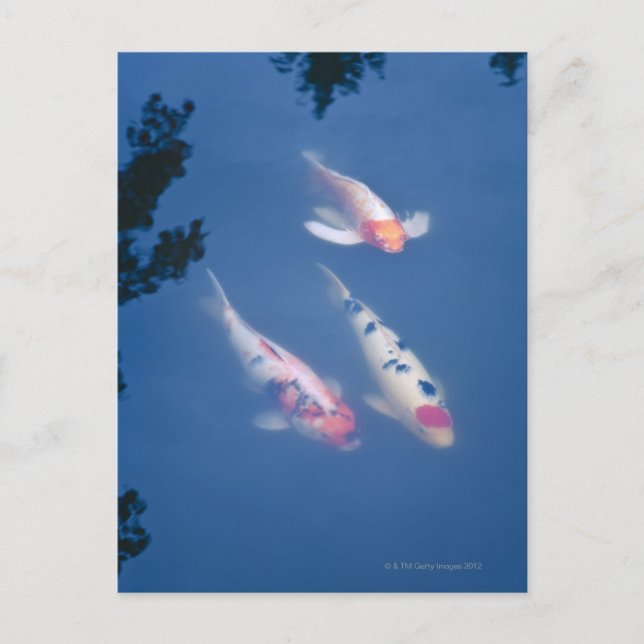 Carte Postale Trois koi japonais dans l'étang (Devant)