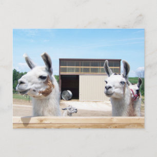 CARTE POSTALE TROIS LAMAS