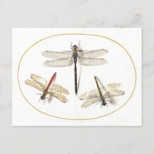 Carte Postale Trois libellules Illustration Vintage