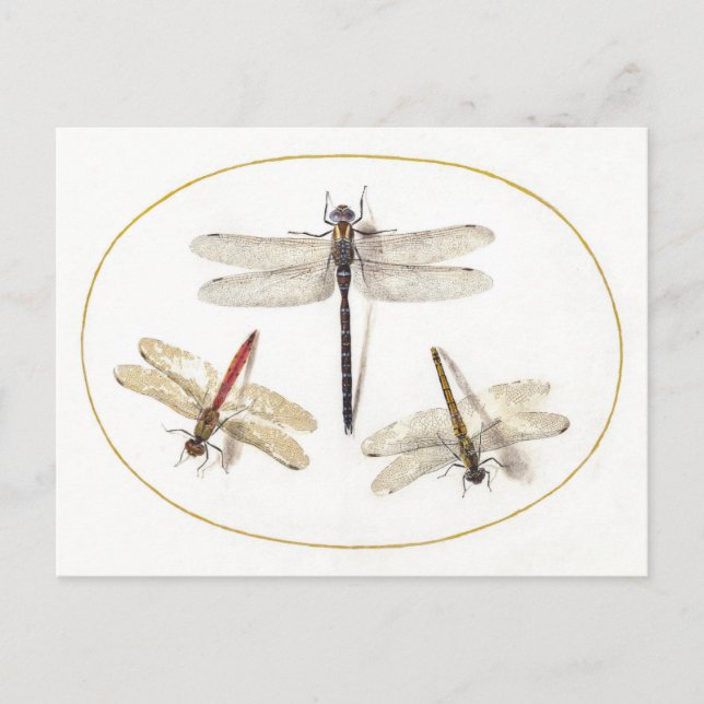 Carte Postale Trois libellules Illustration Vintage (Devant)