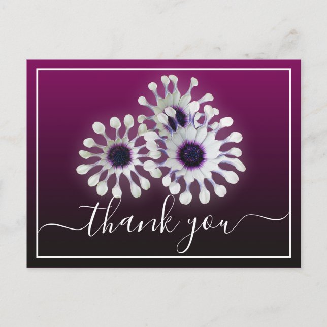 Carte Postale Trois marguerites blanches Fond violet Merci (Devant)