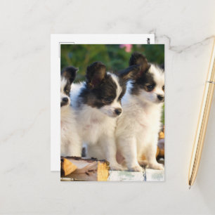 Carte Postale Trois mignonnes chiots papillon sur un banc de jar