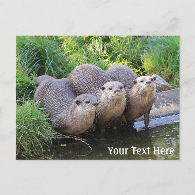Carte Postale Trois mignonnes Otters Photographie de la faune (Devant)
