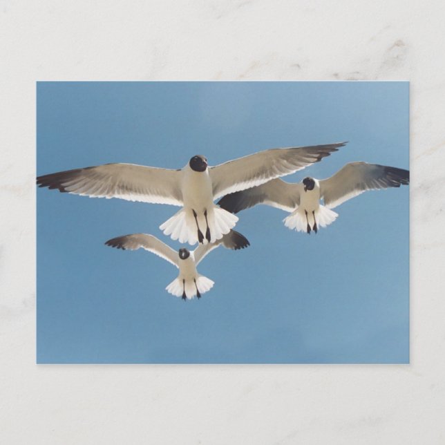 Carte postale Trois mouettes (Devant)