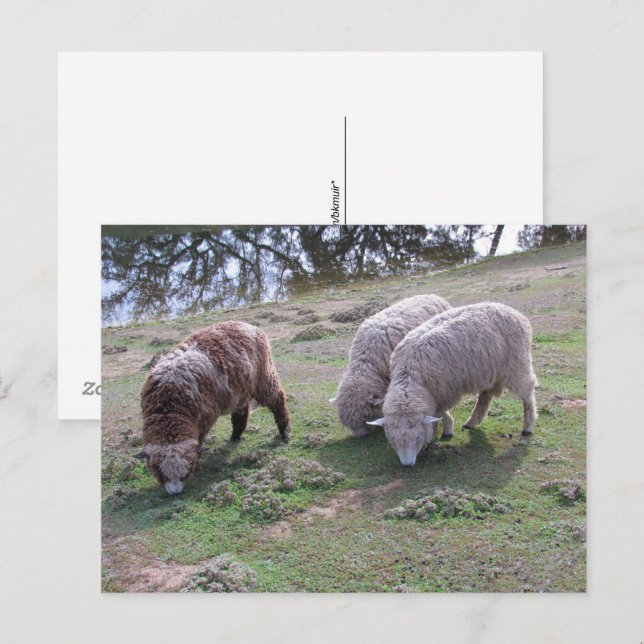 Carte postale - Trois moutons (Devant / Derrière)