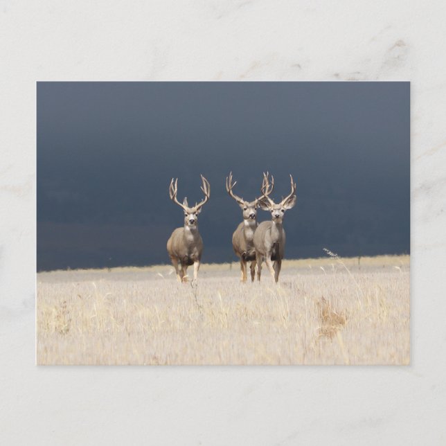 Carte Postale Trois Mule Deer Bucks (Devant)