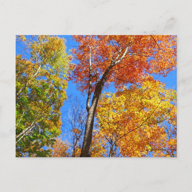 Carte Postale Trois nuances d'érables d'automne colorés (Devant)
