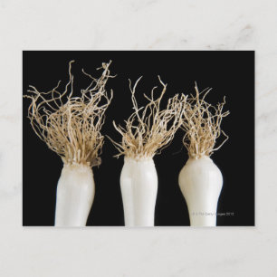 Carte Postale Trois oignons de printemps