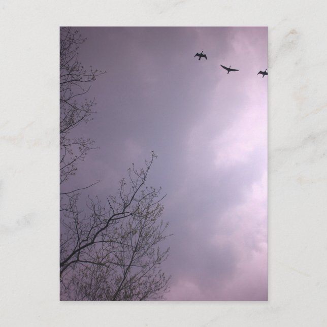 Carte Postale Trois oiseaux volent si haut (Devant)