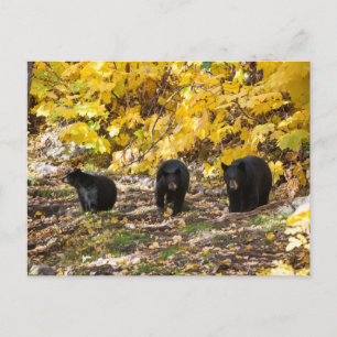 Carte Postale Trois ours