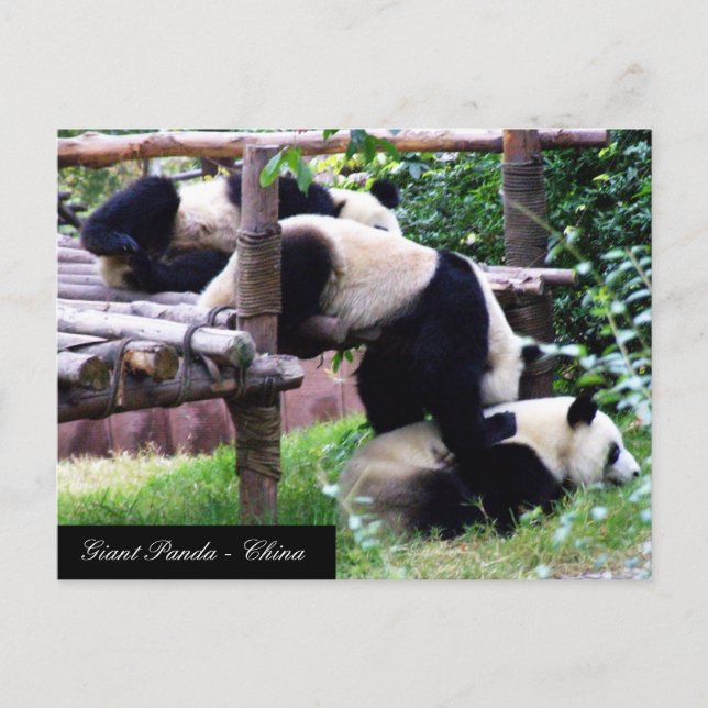 Carte Postale Trois Panda Bears s'amuser jouer / Chine (Devant)